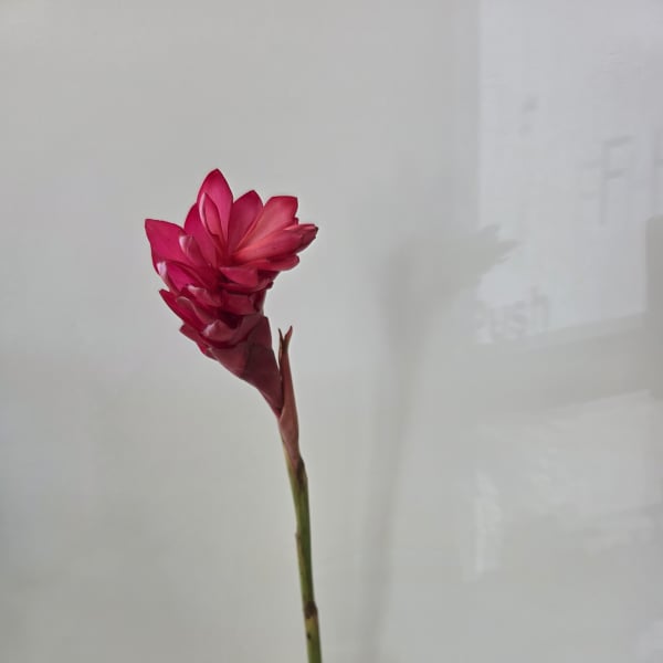 Single magenta tropical flower in a clear glass vase