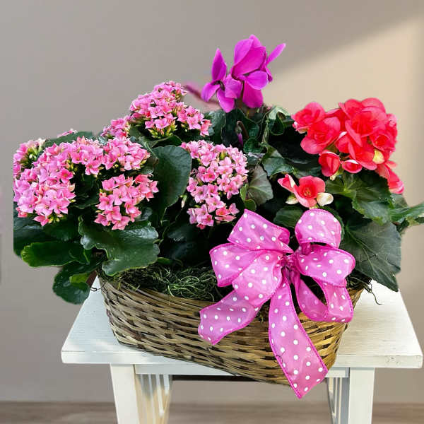 Pink flowering plants in a wicker basket with a polka-dot ribbon