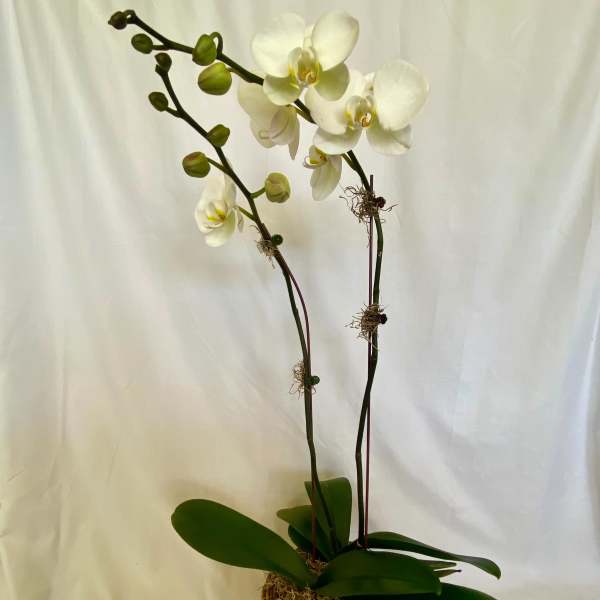 White orchid plant in a woven basket pot