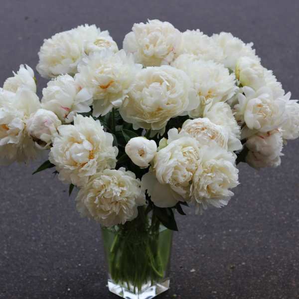 A Dozen White Peonies in a Vase