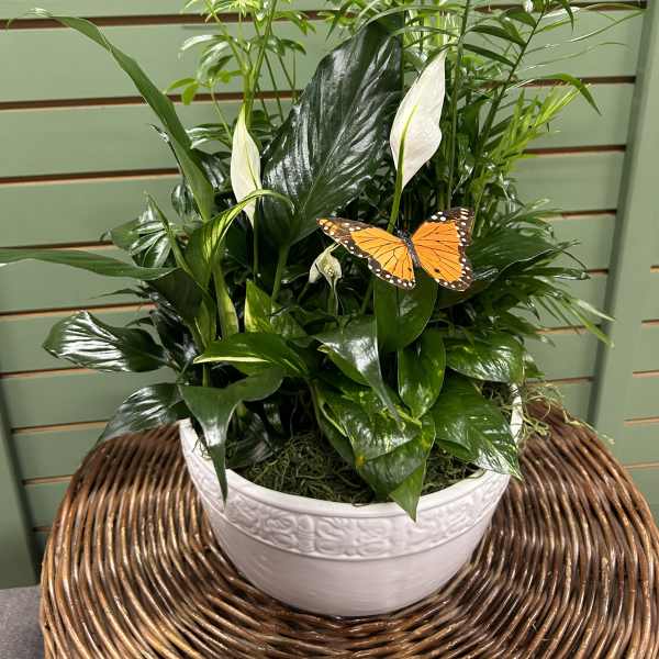 Potted green plant with white blooms and an orange butterfly decoration