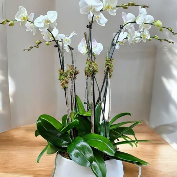 White orchid plant in a white pot with glossy green leaves