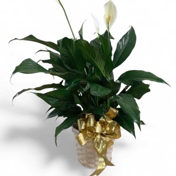 Potted peace lily with white blooms and a gold ribbon in a woven basket