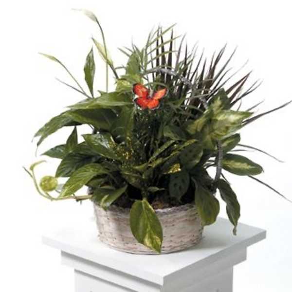 Potted green plant arrangement with a small orange butterfly accent