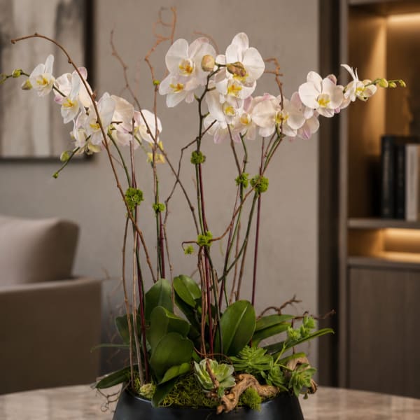 White Elegance Lux