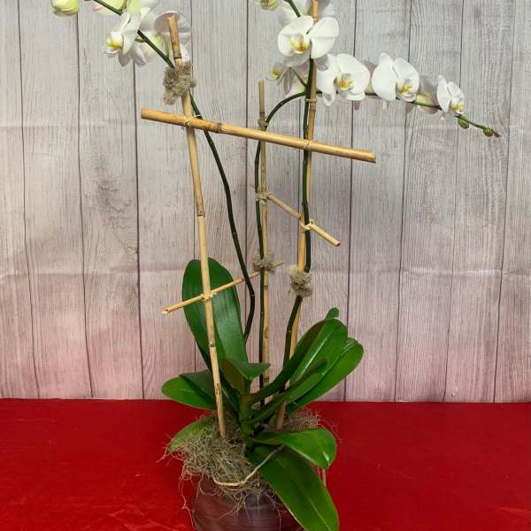 White orchid plant in a pot with bamboo stakes