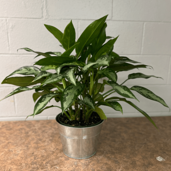 Chinese Evergreen Aglaonema