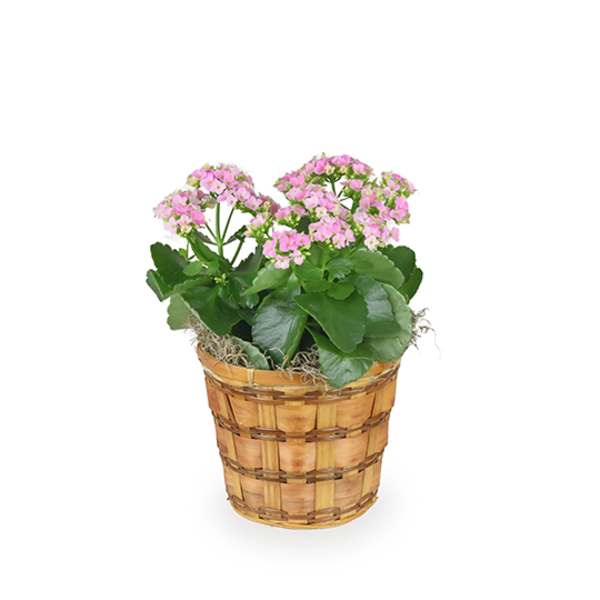 Pink flowering plant in a woven basket planter
