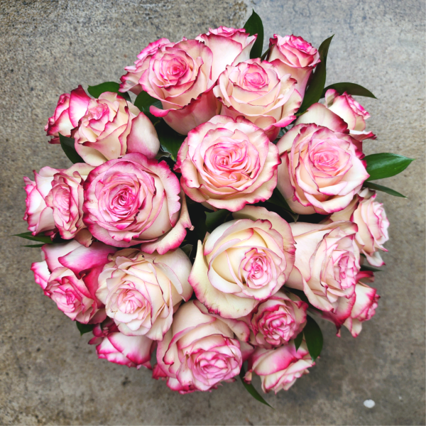 Bouquet of pink-edged white roses with dark green leaves