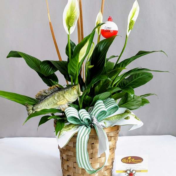 Gone Fishin' Peace Lily - 6" Planter