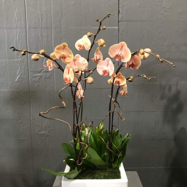 Peach orchids in a white square planter