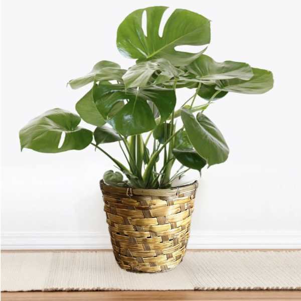 8" Monstera Plant