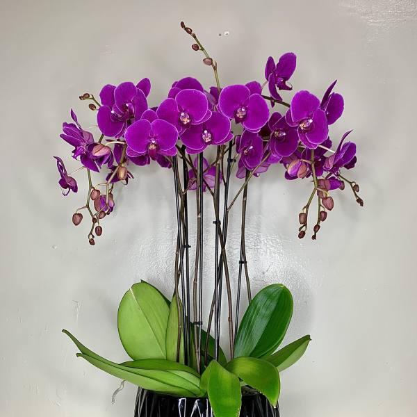 Bright Purple