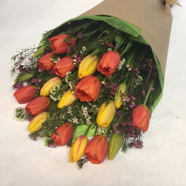 Tulip Explosion