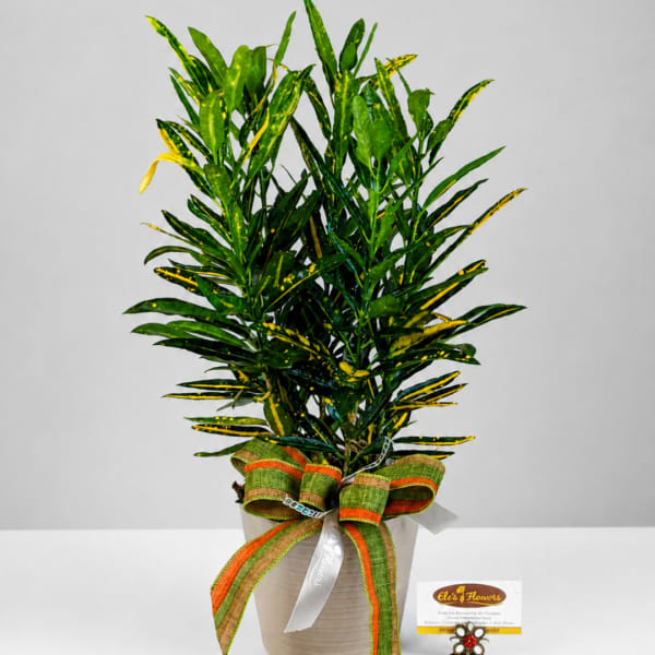 Potted croton plant with variegated green and yellow leaves in a decorative container