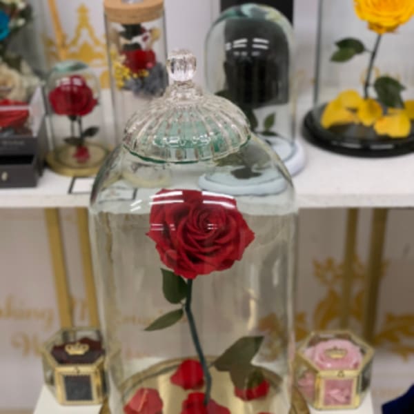 Single red rose under a glass dome with scattered petals