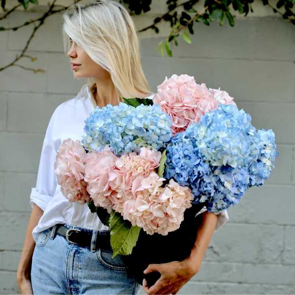 Woman holding a large bouquet of blue and pink hydrangeas