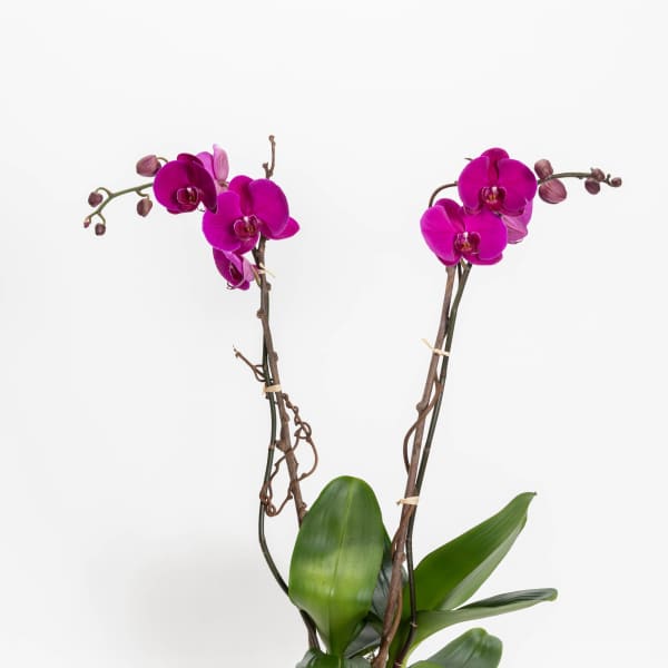 Double Deep Purple Orchid