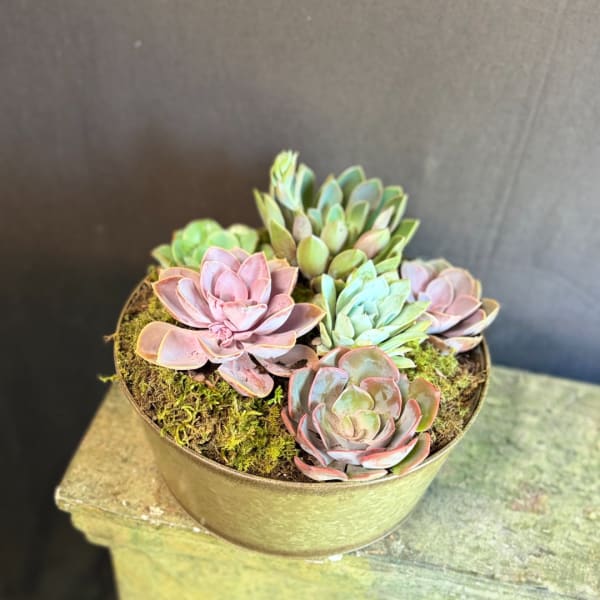 Round planter with pastel succulents and moss