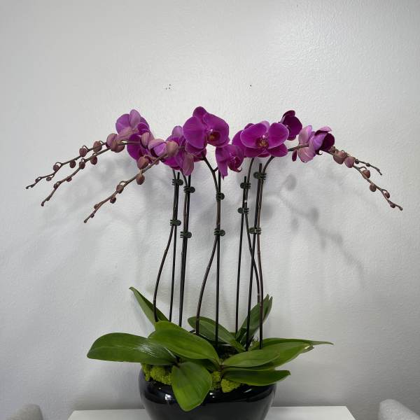Fuchsia