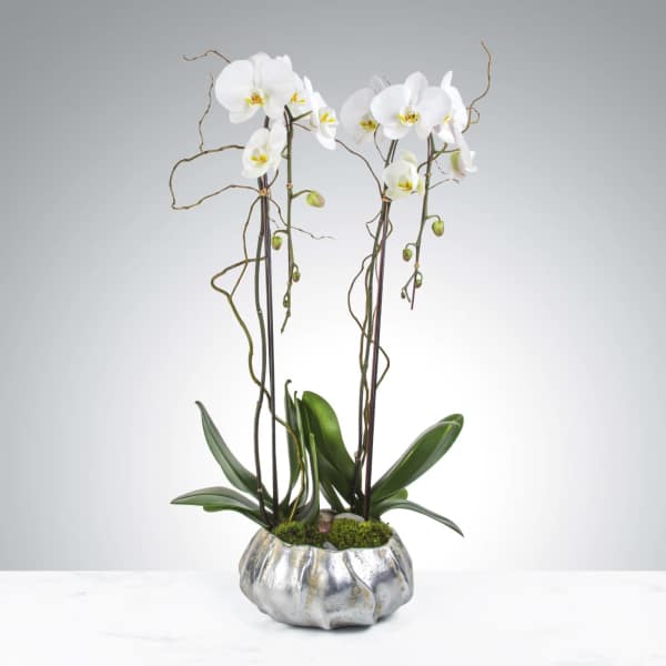 White orchid arrangement in a silver textured pot