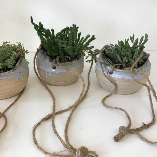 Three small potted succulents in ceramic bowls with rope handles