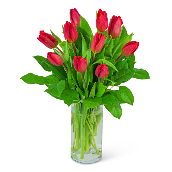 Red tulips arranged in a clear glass vase