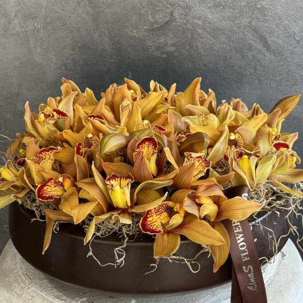Brown Orchids