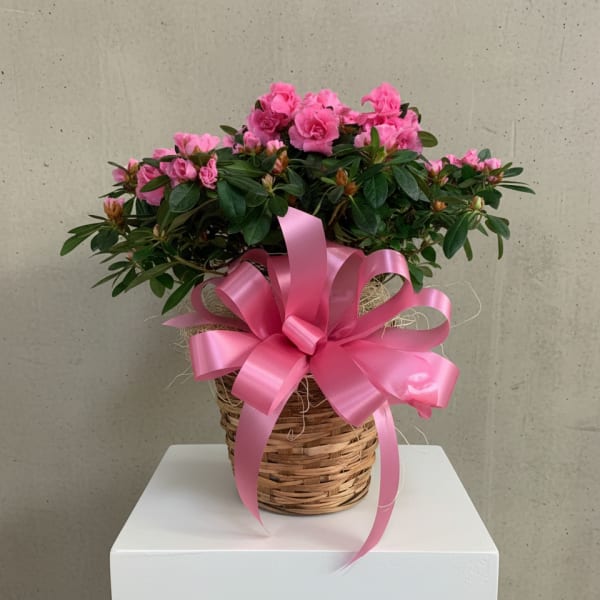 Blooming Azalea