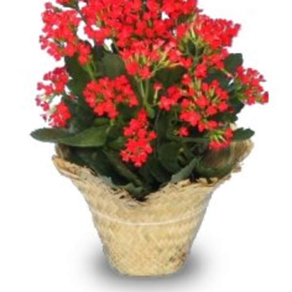 Potted plant with clusters of red flowers in a woven basket