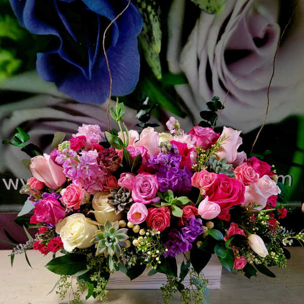 Vibrant Blooms