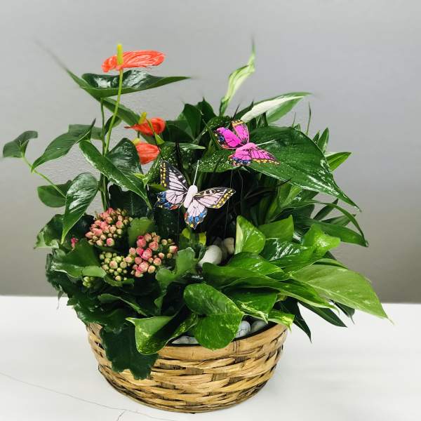 Garden Butterflies