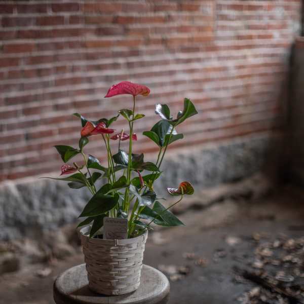 Potted anthurium plant in a woven basket container