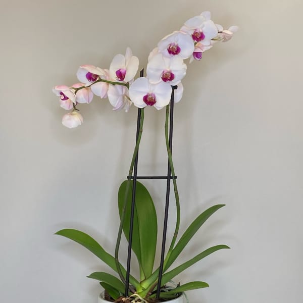 Potted orchid plant with white and pink blooms in a ceramic container