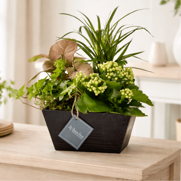 Box Dish Garden