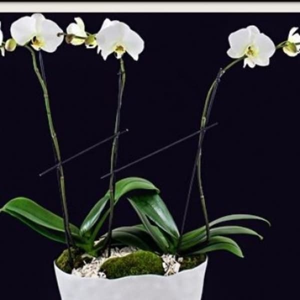 White orchid plant in a white container