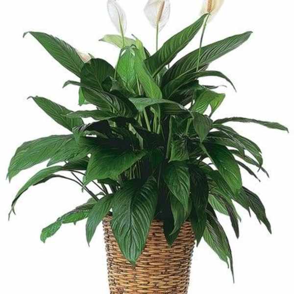 Plants 5