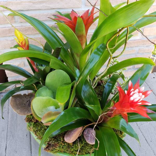 Tropical plant arrangement with red bromeliad blooms in a shallow bowl