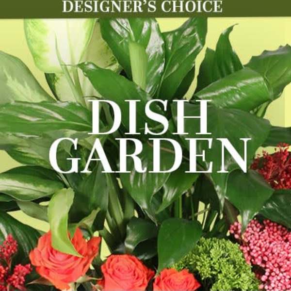 Dish Garden DC 40