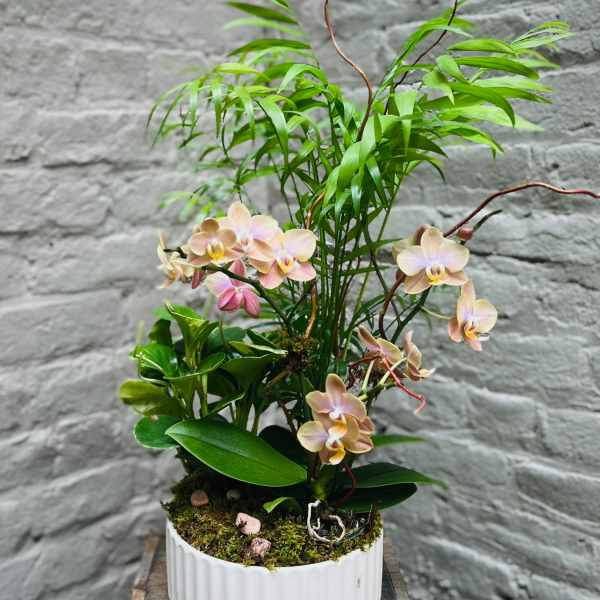 Potted orchid arrangement with pale pink blooms in a white ceramic planter