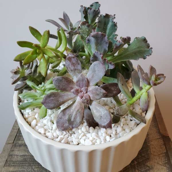 Succulent Bowl