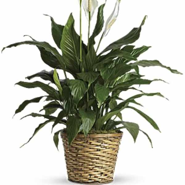 Potted peace lily plant with white blooms in a woven basket