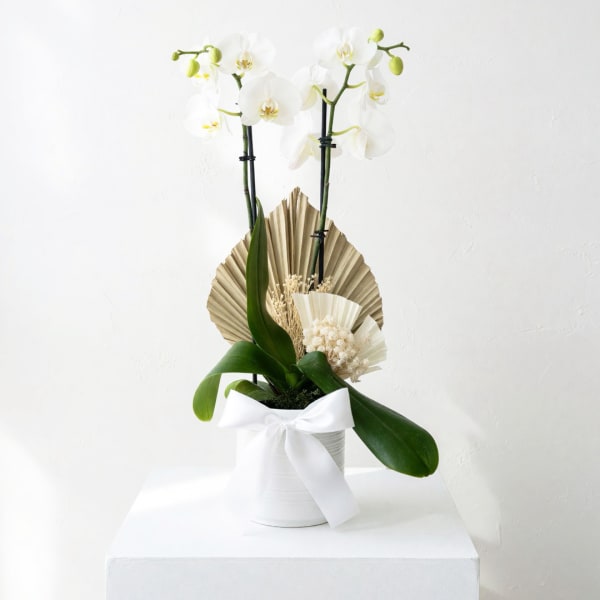 White orchids in a white pot with a ribbon bow