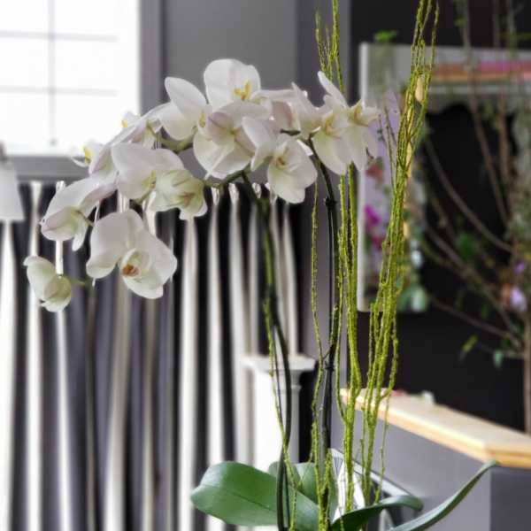 Rosie Phalaenopsis