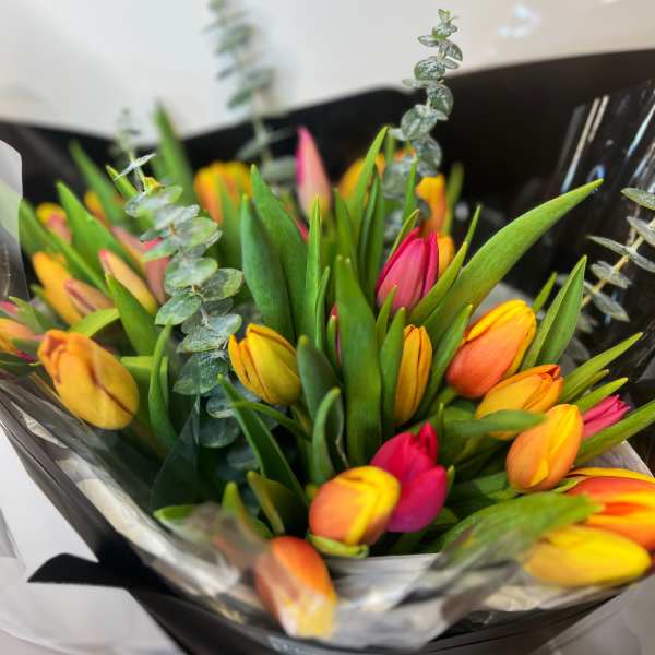Spring Tulips