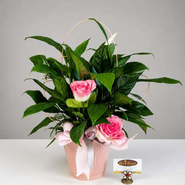 Pink roses arranged in a pink pot with a ribbon and arch handle