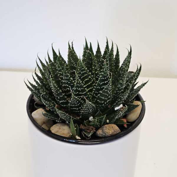 Lace aloe