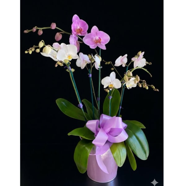 Pink and white orchids in a lavender pot with a ribbon bow