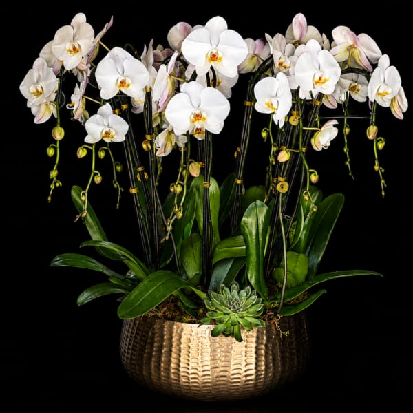 White orchids in a gold textured planter with a small succulent