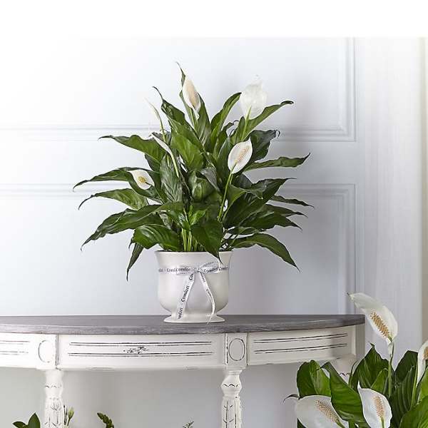 White peace lilies in a white pedestal pot with a ribbon